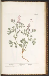 Tafel 237, Erdrauch, aus 
