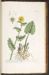 Tafel 239, aus 