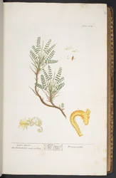 Tafel 264, aus 