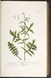 Tafel 28, Zaun-Senf, aus 