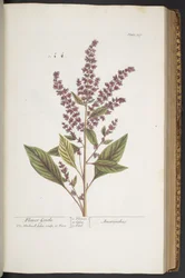 Tafel 317, Flower Gentle, oder Amaranthus, aus 