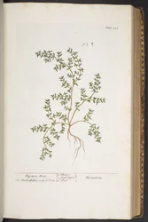 Tafel 320, aus 