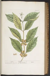 Tafel 337, aus 