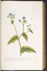 Tafel 36, Borretsch, aus 
