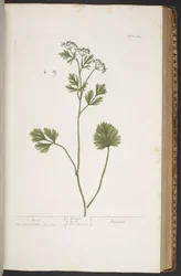 Tafel 374, aus 