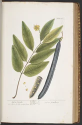 Tafel 381, aus 