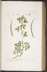 Tafel 384, aus 