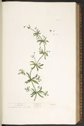 Tafel 39, Klettenlabkraut, aus 