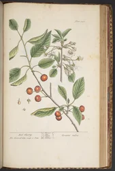 Tafel 449, aus 