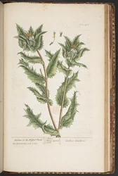 Tafel 476, Carduus, oder die gesegnete Distel, aus 