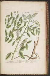 Tafel 494, aus 