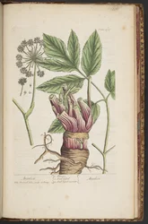 Tafel 495, aus 
