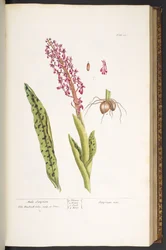 Tafel 53, Männliches Satyrion, aus 