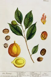 Die Muskatnuss, Tafel 353 aus 
