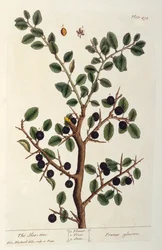 Der Schlehdorn, Tafel 494 aus 