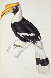Buceros cavatus, aus „Ein Jahrhundert Vögel aus dem Himalaya“, 1830-32, von John Gould (1804-81)