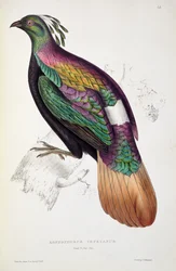 Himalaya-Glanzfasan, aus „Ein Jahrhundert Vögel aus dem Himalaya“, 1830-32, von John Gould (1804-41)