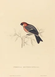 Pyrrhula Erythrocephala (Rotkopf-Gimpel)