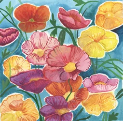 Isländische Mohnblumen, 2018