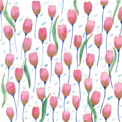 Rosa Tulpen, 2017