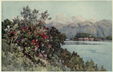 Rosen, Villa Carlotta, Lago di Como, Illustration aus 