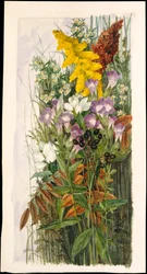Wildblumen