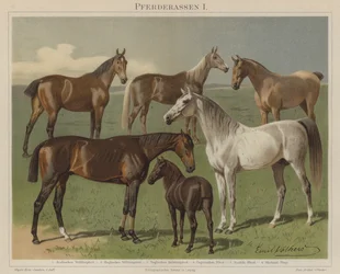 Pferderassen