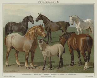 Pferderassen