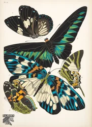 Tafel 10 aus Schmetterlinge, veröffentlicht 1925