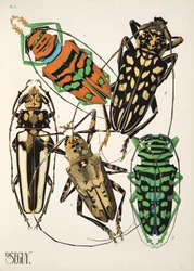 Tafel 4 aus Insectes, veröffentlicht in den 1930er Jahren
