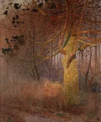 Sonniger Baum