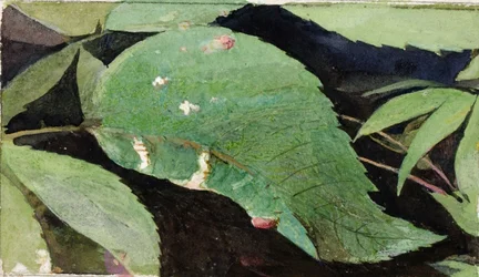 Weißbirkenblatt-Raupe, Studie für das Buch Concealing Coloration in the Animal Kingdom