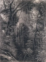 Blick auf die Schlucht oberhalb von Apia, Upolu, Westsamoa, 1877
