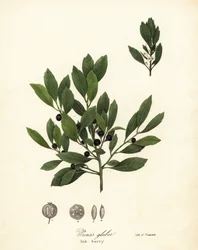 Appalachian Tee, Färbeblätter, immergrüne Winterbeere, Gallbeere und Tintenbeere, Ilex glabra