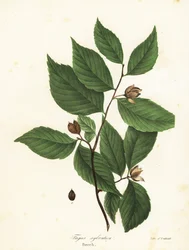 Buche, Fagus sylvatica