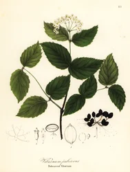 Behaarter Schneeball, Viburnum pubescens