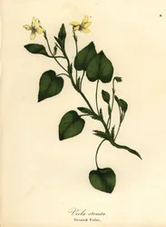 Gestreiftes Cremeveilchen, Cremeveilchen oder gestreiftes Veilchen, Viola striata