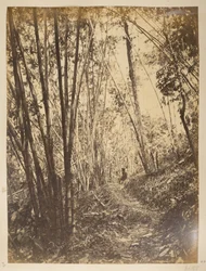 Bambuswald am Teesta. Ansichten von Darjeeling. 1870er Jahre
