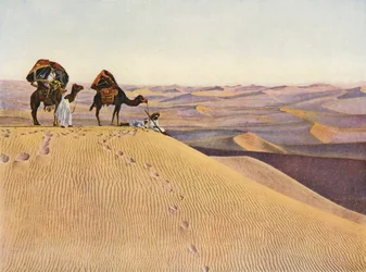 Kamele in der Sahara