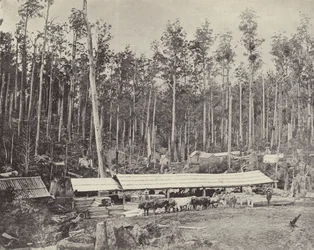 Childers Sägewerk, Gippsland