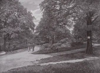 Im Queens Wood, Highgate