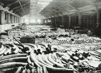 London Docks: Elfenbeinlager, 1895