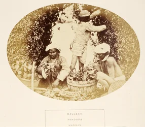Mallees (Gärtner), Hindus, Madras, aus Die Völker Indiens, von J. Forbes Watson, veröffentlicht 1868