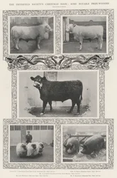 Die Weihnachtsschau der Smithfield Society, einige bemerkenswerte Preisträger
