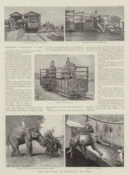 Der Transport von Elefanten in Indien