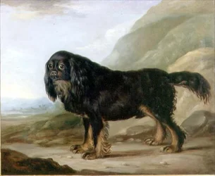 Ein King Charles Spaniel in einer Landschaft
