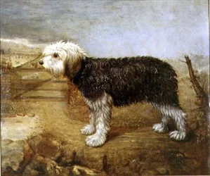 Ein Schäferhund, Felder dahinter