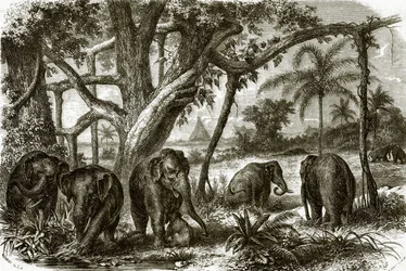 Ein Wald in Ceylon