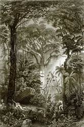 Eine Szene im brasilianischen Wald