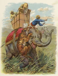 Ein Tigerhund in Indien